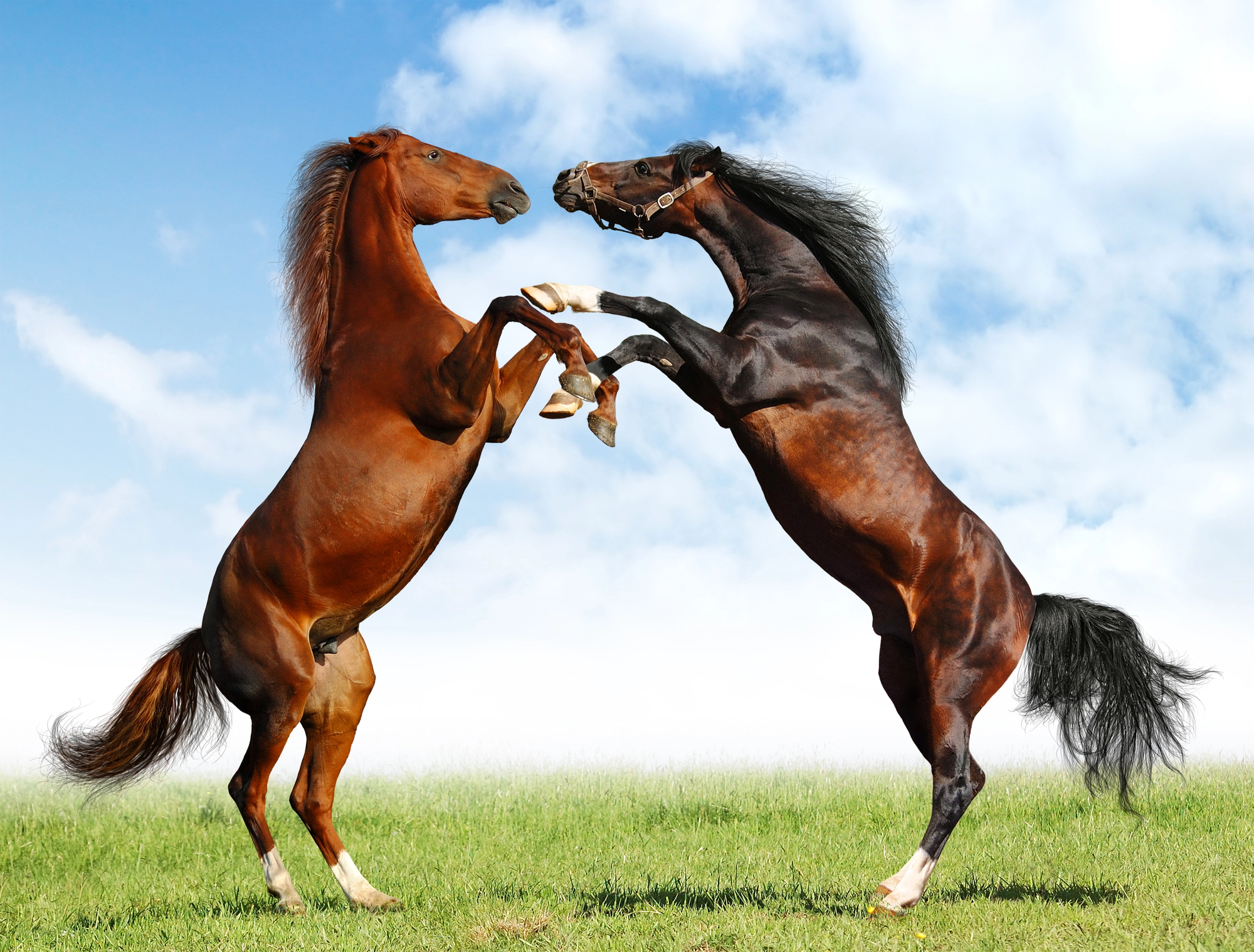 Two thoroughbred stallions rearing in an open pasture